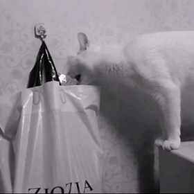 動画 - 共犯。の画像