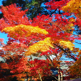 永観堂の紅葉の画像