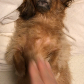 おねだりの画像