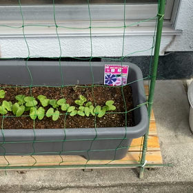 アサガオとヒマワリの画像