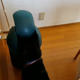 柴犬・げんたトライアル前半その②の画像