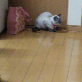 猫のモカと動く豆柴おもちゃの画像