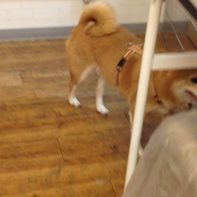 かえでちゃん♡の画像