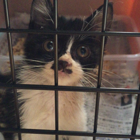 保護にゃん。の画像