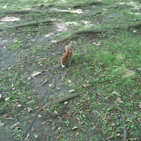 軽井沢の公園で……の画像