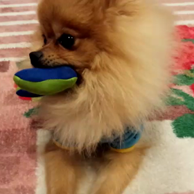 名人(犬)芸の画像