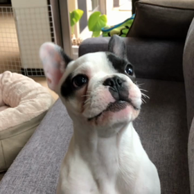 ピーピーの画像