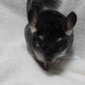 チンチラ販売の画像