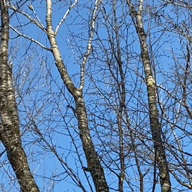 耳をすまして(*´∀`)♪の画像