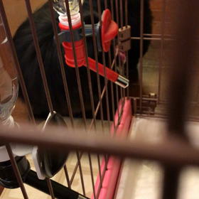 とうとう...あずき♡も！の画像