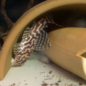 オマケハウスへの画像