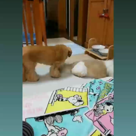 ターぴ  くん♬の画像