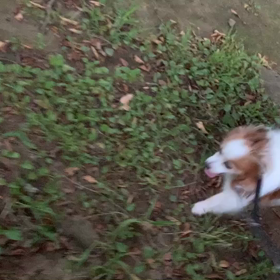 8月11日10わんこと1時間30分遠足　代々木公園の画像