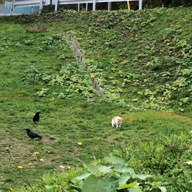猫とカラスの画像
