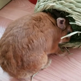 動画載せてみた♪の画像