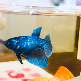 スカイちゃんげんきなって良かった。虹色。の画像
