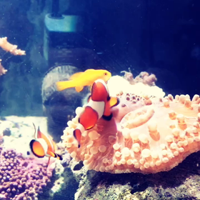 カクレとキイロサンゴハゼの画像