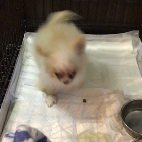 チワワちゃんの画像