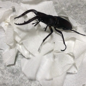 20日の来訪者続きの画像