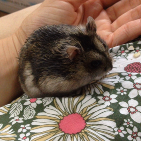 の〜んびり♪の画像