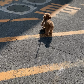 郵便局の隣の猫が、、、の画像