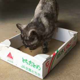 タヌキじゃあないよの画像