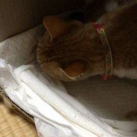 残されたチビちゃんの画像