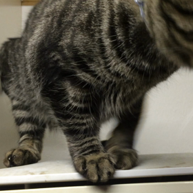 でれでれなのんの画像