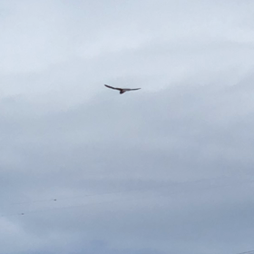 ほばりんぐ？の画像