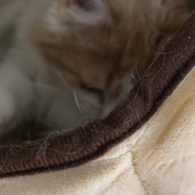 どっぷりマロ時間。の画像