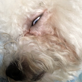 不気味な睡眠中の眼の画像