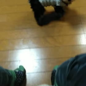 我が家の愛犬の画像