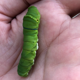 かわいいの画像