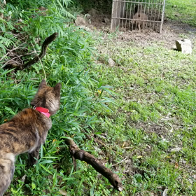 トラ、甲斐犬猪犬訓練していますの画像