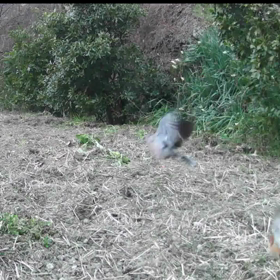 すぎぴたんの事件簿シーズン3　167話（キジバト、モズに追われる！）の画像