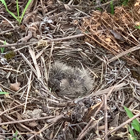 かえったの画像