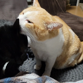 マイ・ファミリーの画像