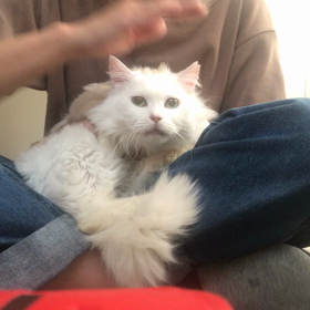 里親様保護中！チェリーちゃんの画像