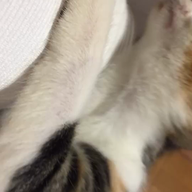 里親様募集中のしおちゃんの画像