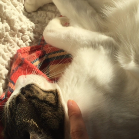 猫  日向ぼっこの画像