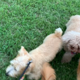 9月5日14わんこと1時間遠足  代々木公園の画像