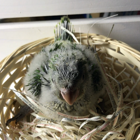 オキナインコグリーン産まれました。の画像