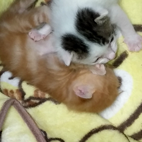 生後16日目の画像