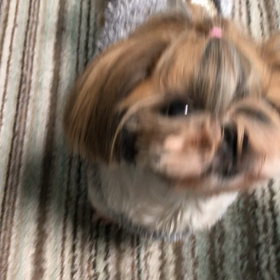 オレンジぴゅっぴゅっさんの画像