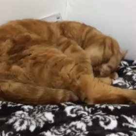 おやすみの画像