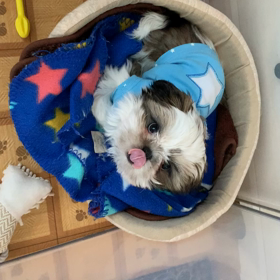 お天気良いけど、外はコロナで怖いね〜の画像