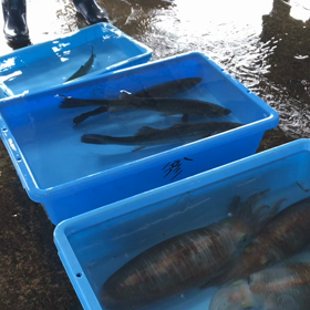 豊浜夕市の様子！シャコ入荷！の画像