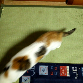 今日は方言の日の画像