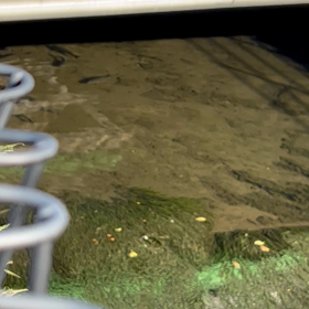 久々のコイ占いの画像