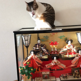 苦労が絶えないジム活！デールご飯食べる？の画像